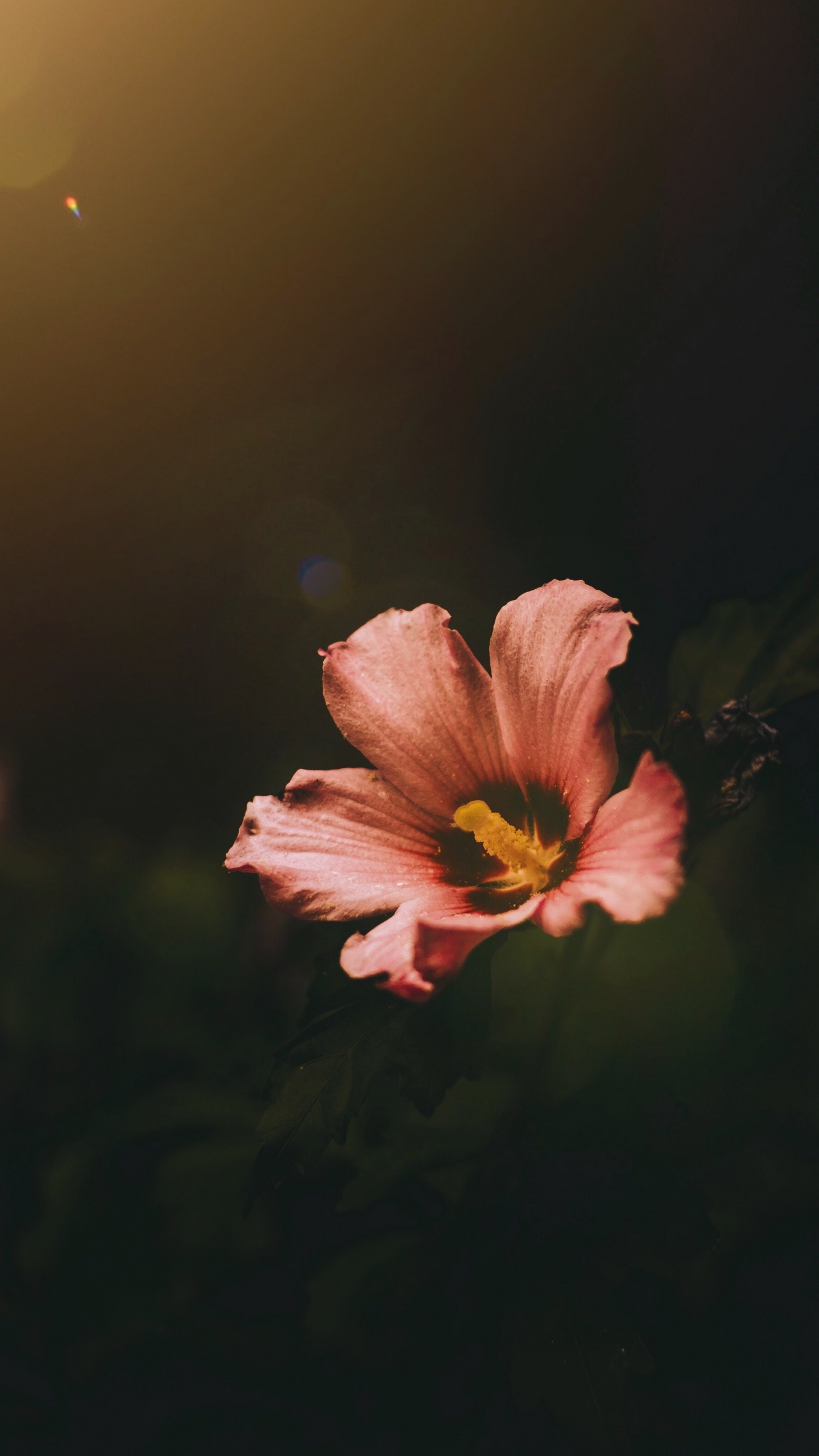 Rosa Und Gelbe Blume in Tilt-Shift-Linse. Wallpaper in 1440x2560 Resolution