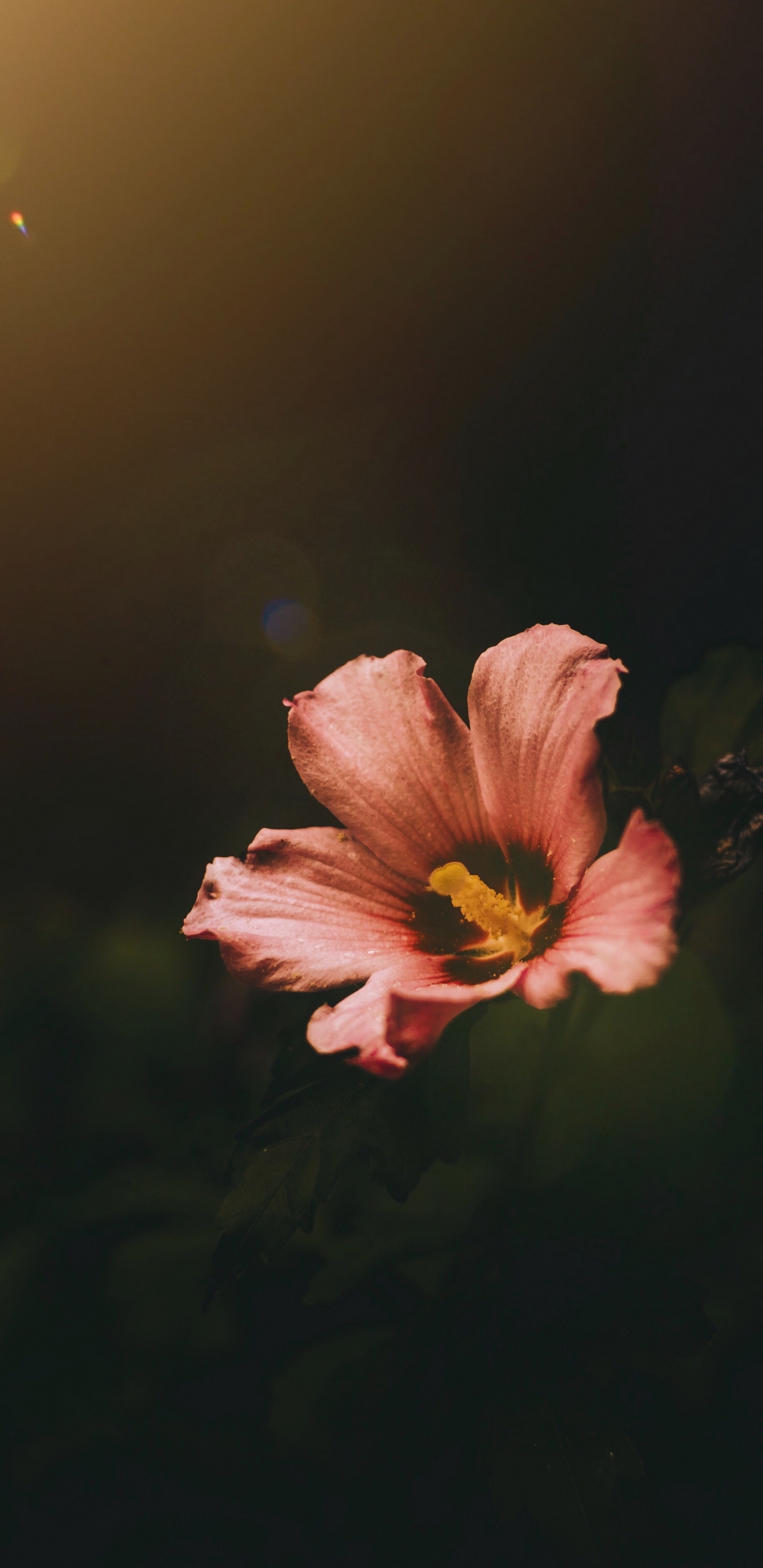 Rosa Und Gelbe Blume in Tilt-Shift-Linse. Wallpaper in 1440x2960 Resolution