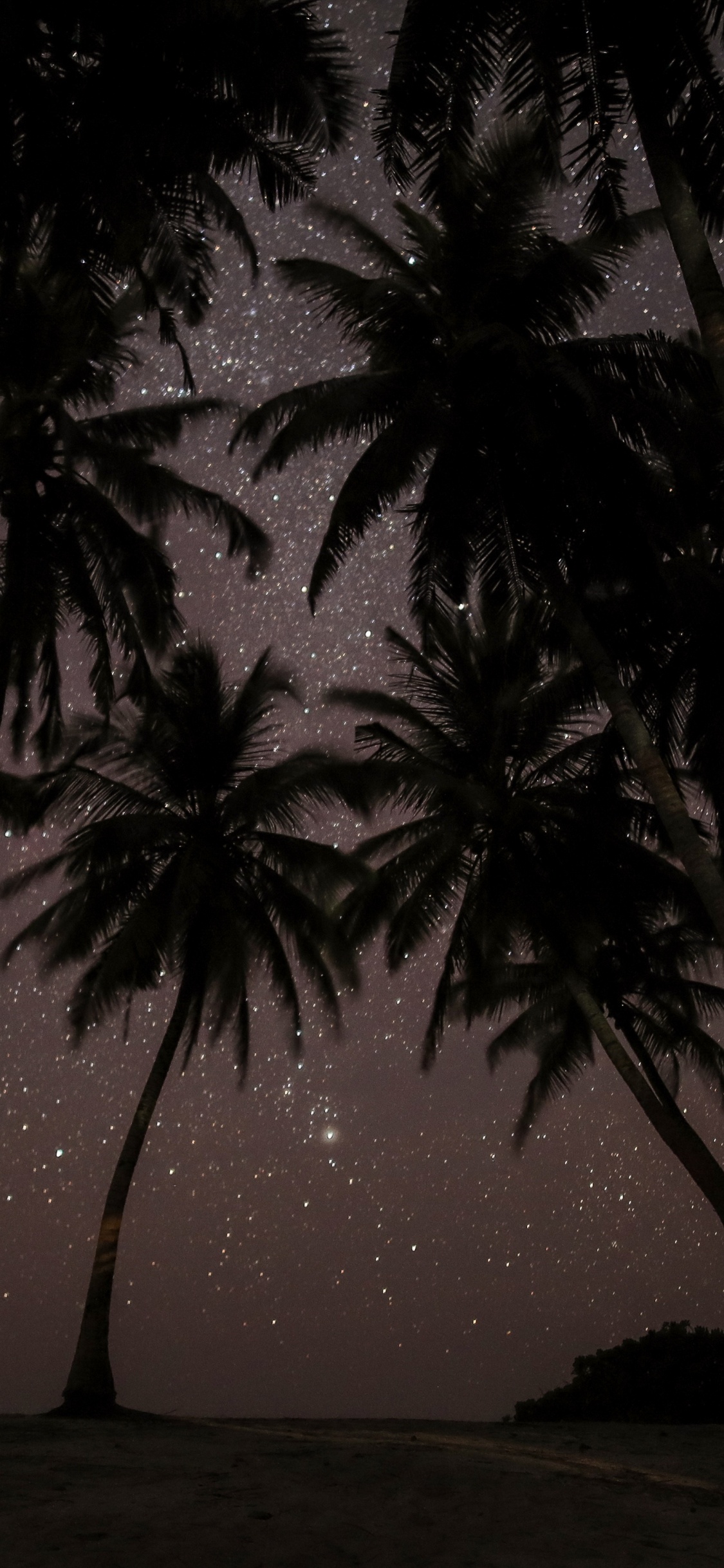 Silhouette Der Palme Während Der Nacht. Wallpaper in 1125x2436 Resolution