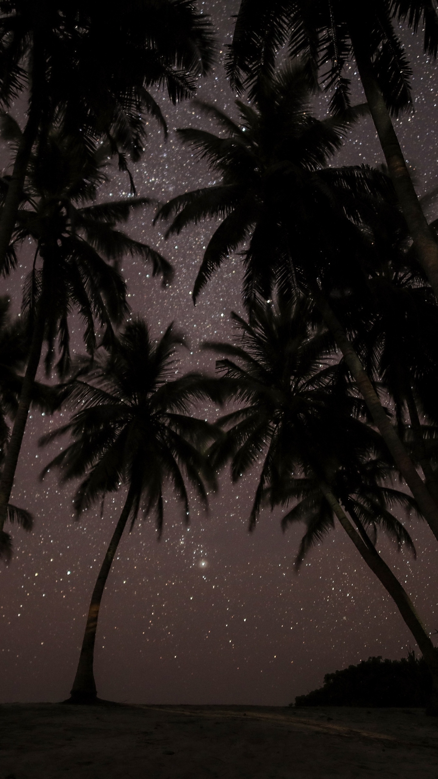 Silhouette of Palm Tree During Night Time. Wallpaper in 1440x2560 Resolution