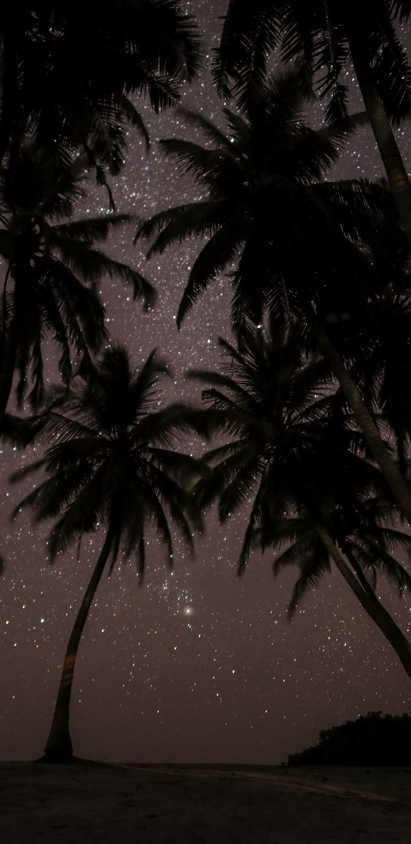 Silhouette of Palm Tree During Night Time. Wallpaper in 1440x2960 Resolution