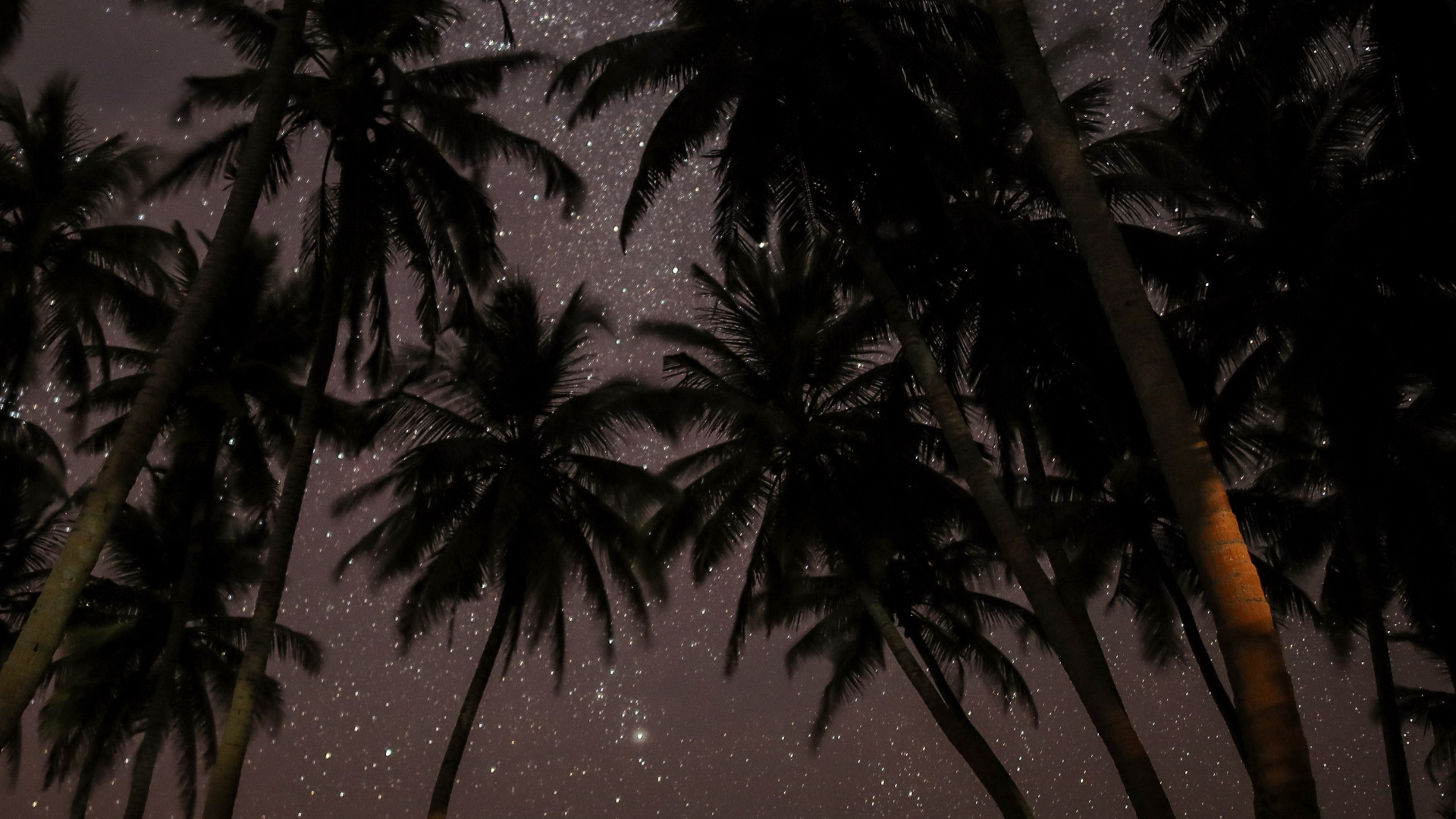 Silhouette of Palm Tree During Night Time. Wallpaper in 1920x1080 Resolution