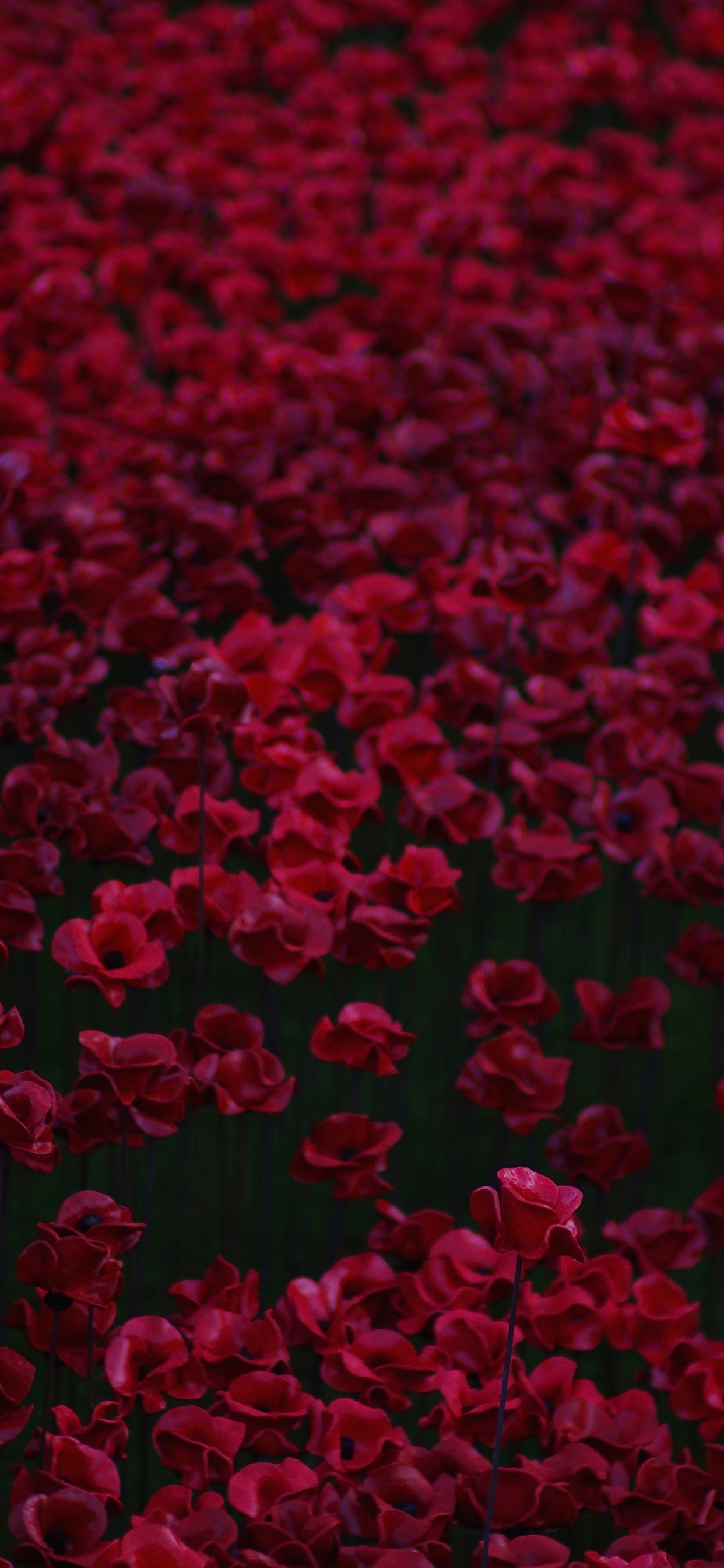 Pétalos Rojos en Forma de Corazón en el Suelo. Wallpaper in 1242x2688 Resolution