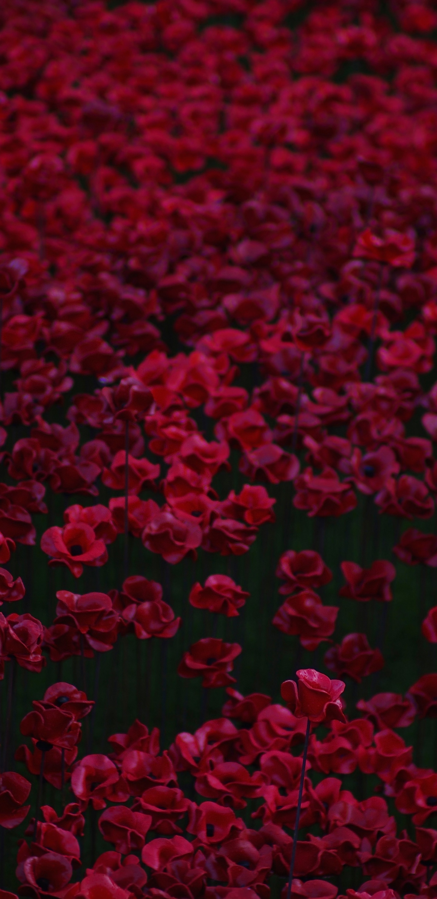 Pétalos Rojos en Forma de Corazón en el Suelo. Wallpaper in 1440x2960 Resolution