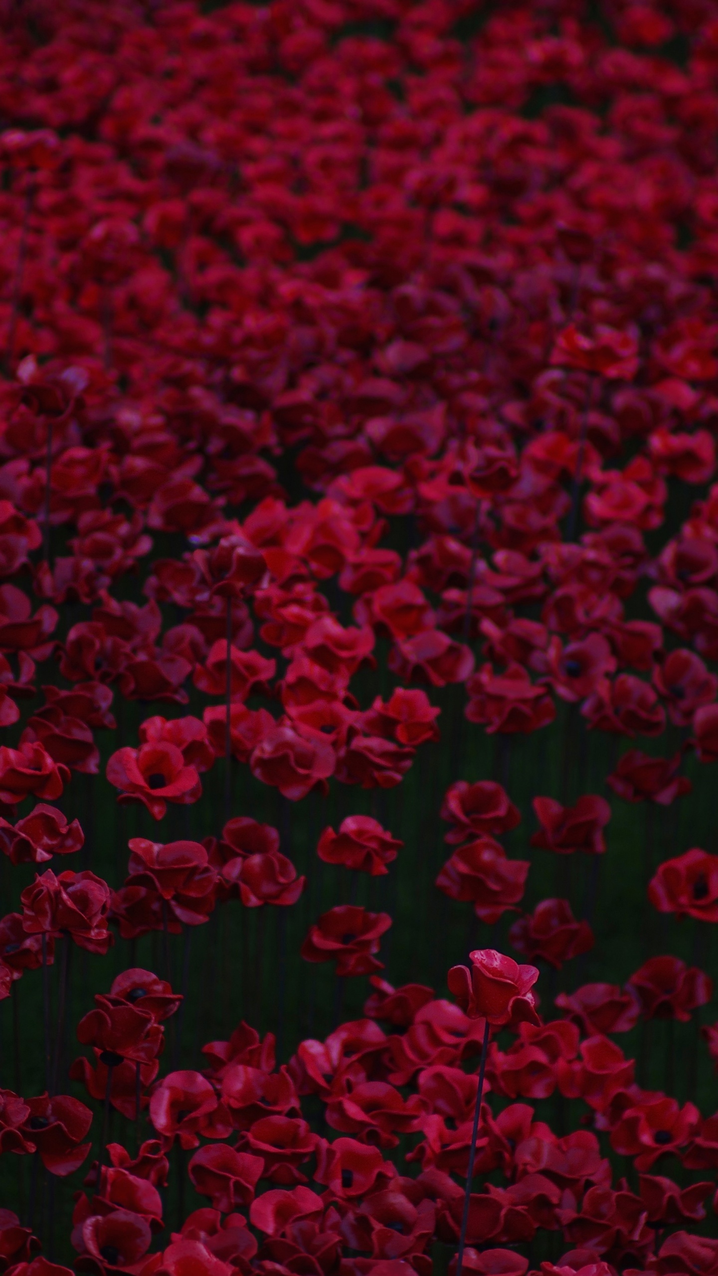 Rote Herzförmige Blütenblätter Auf Dem Boden. Wallpaper in 1440x2560 Resolution