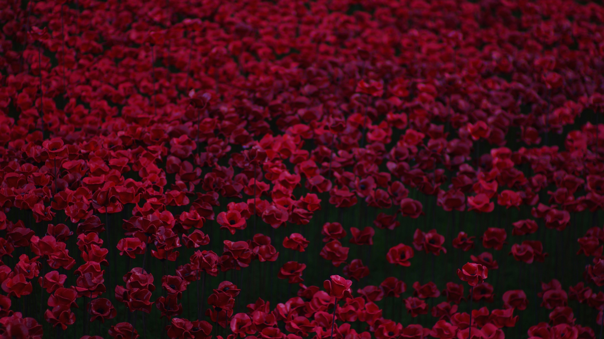 Rote Herzförmige Blütenblätter Auf Dem Boden. Wallpaper in 1920x1080 Resolution