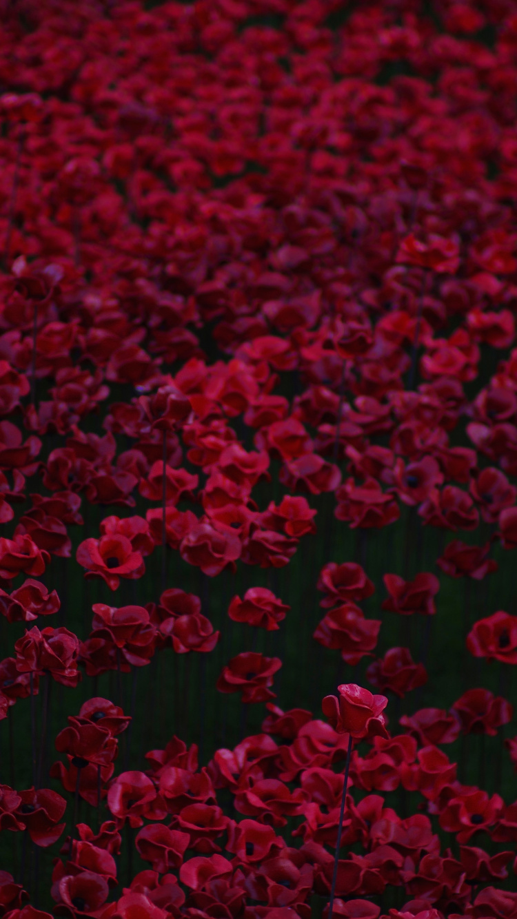 Rote Herzförmige Blütenblätter Auf Dem Boden. Wallpaper in 750x1334 Resolution