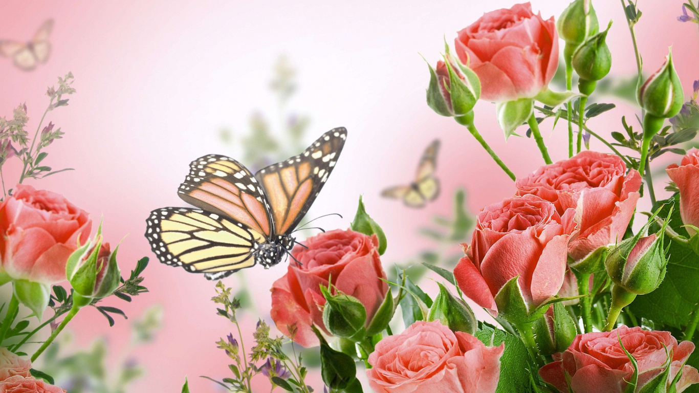 Papillon Noir et Blanc Sur Fleur Rouge. Wallpaper in 1366x768 Resolution