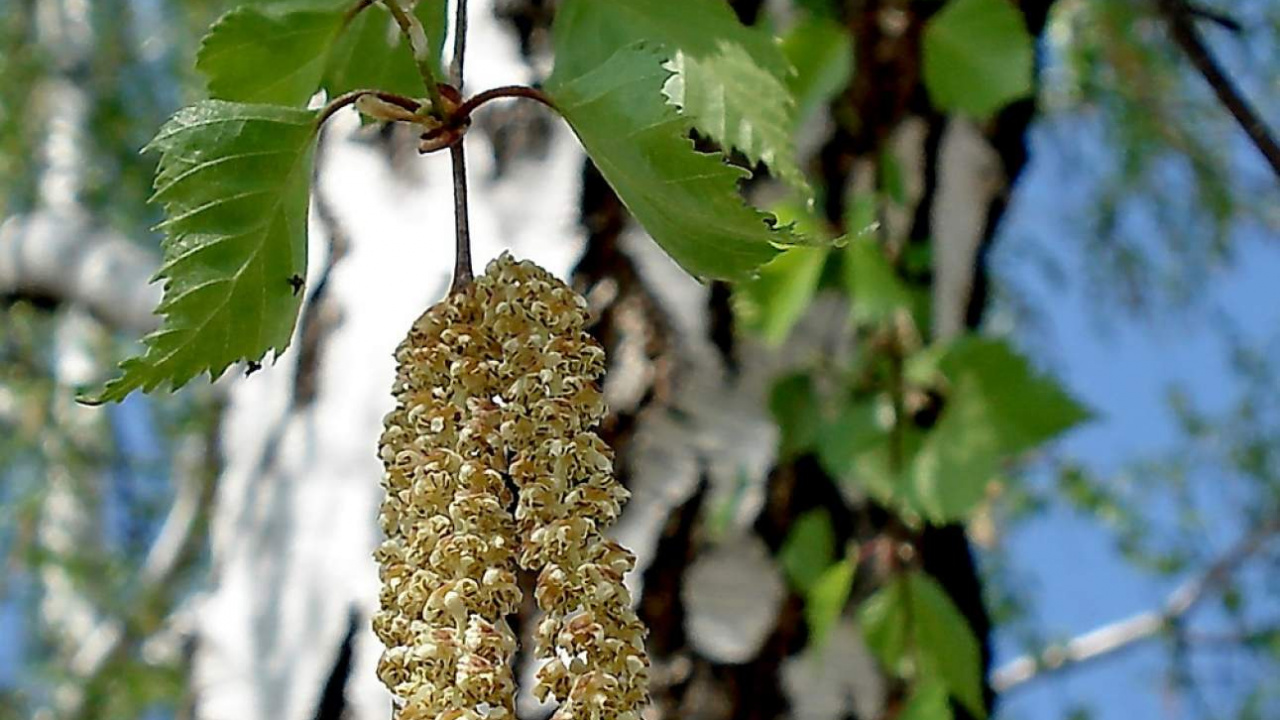 Tagsüber Grüner Und Brauner Baum. Wallpaper in 1280x720 Resolution