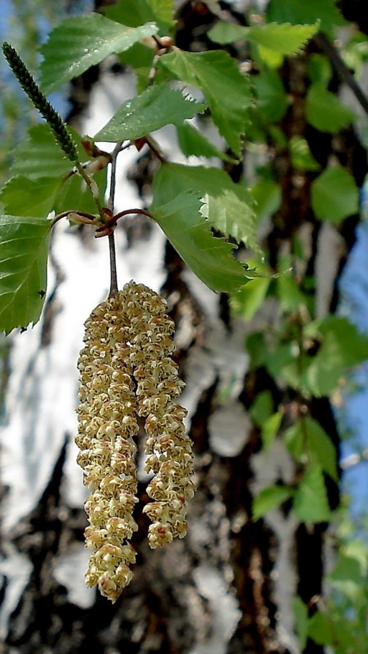 银birch, 树皮, 灌木, 工厂, 枪筒 壁纸 720x1280 允许