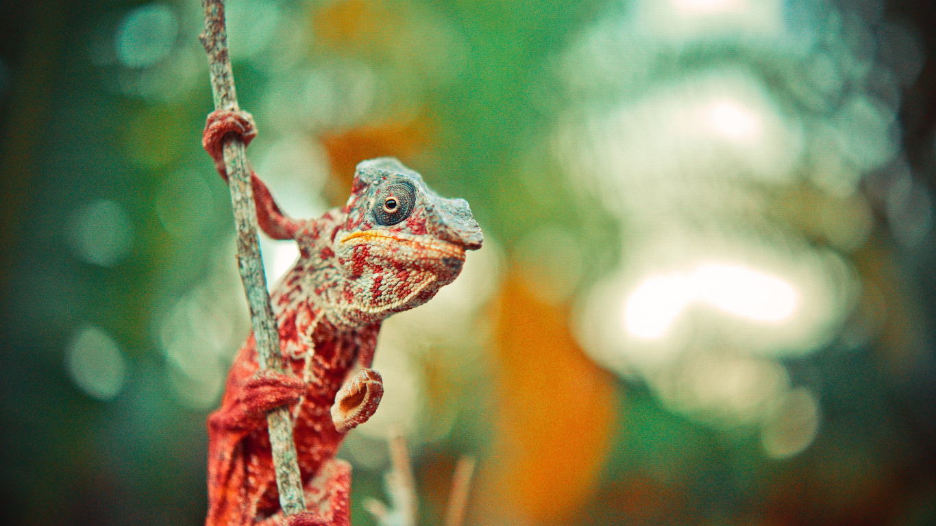 Rana Verde y Marrón en la Rama de un Árbol Marrón. Wallpaper in 1366x768 Resolution