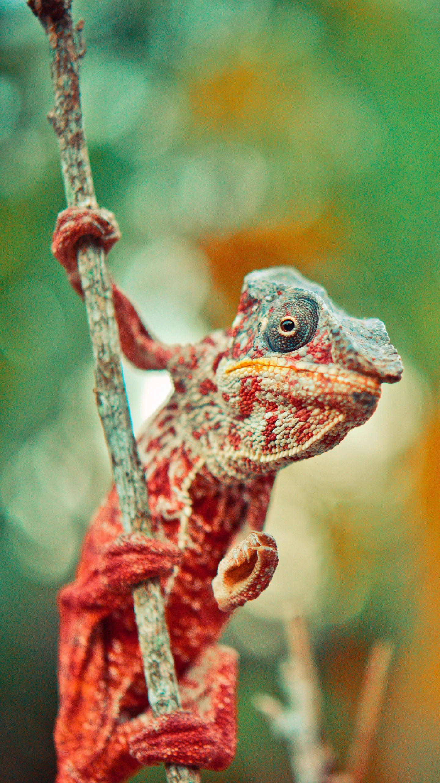 Rana Verde y Marrón en la Rama de un Árbol Marrón. Wallpaper in 1440x2560 Resolution