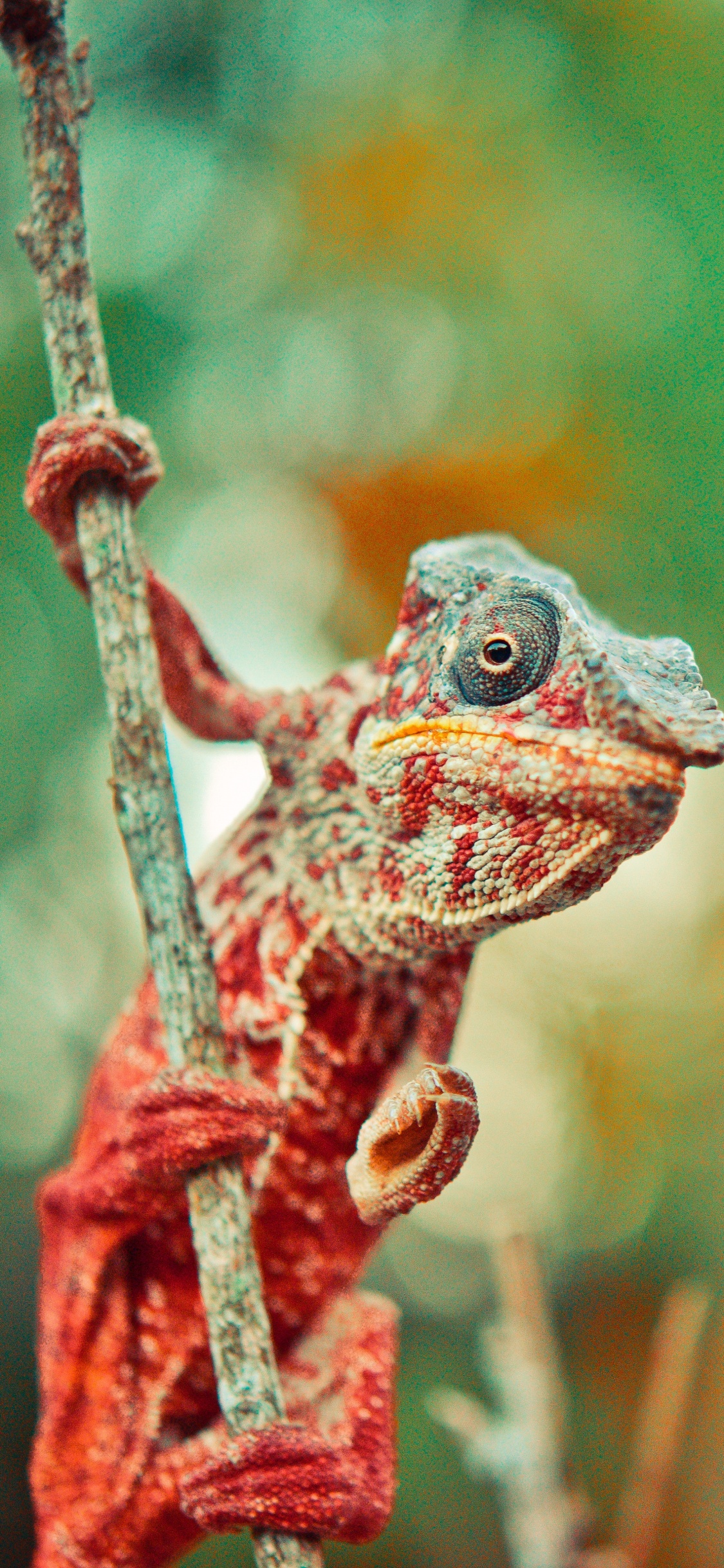 Green and Brown Frog on Brown Tree Branch. Wallpaper in 1125x2436 Resolution