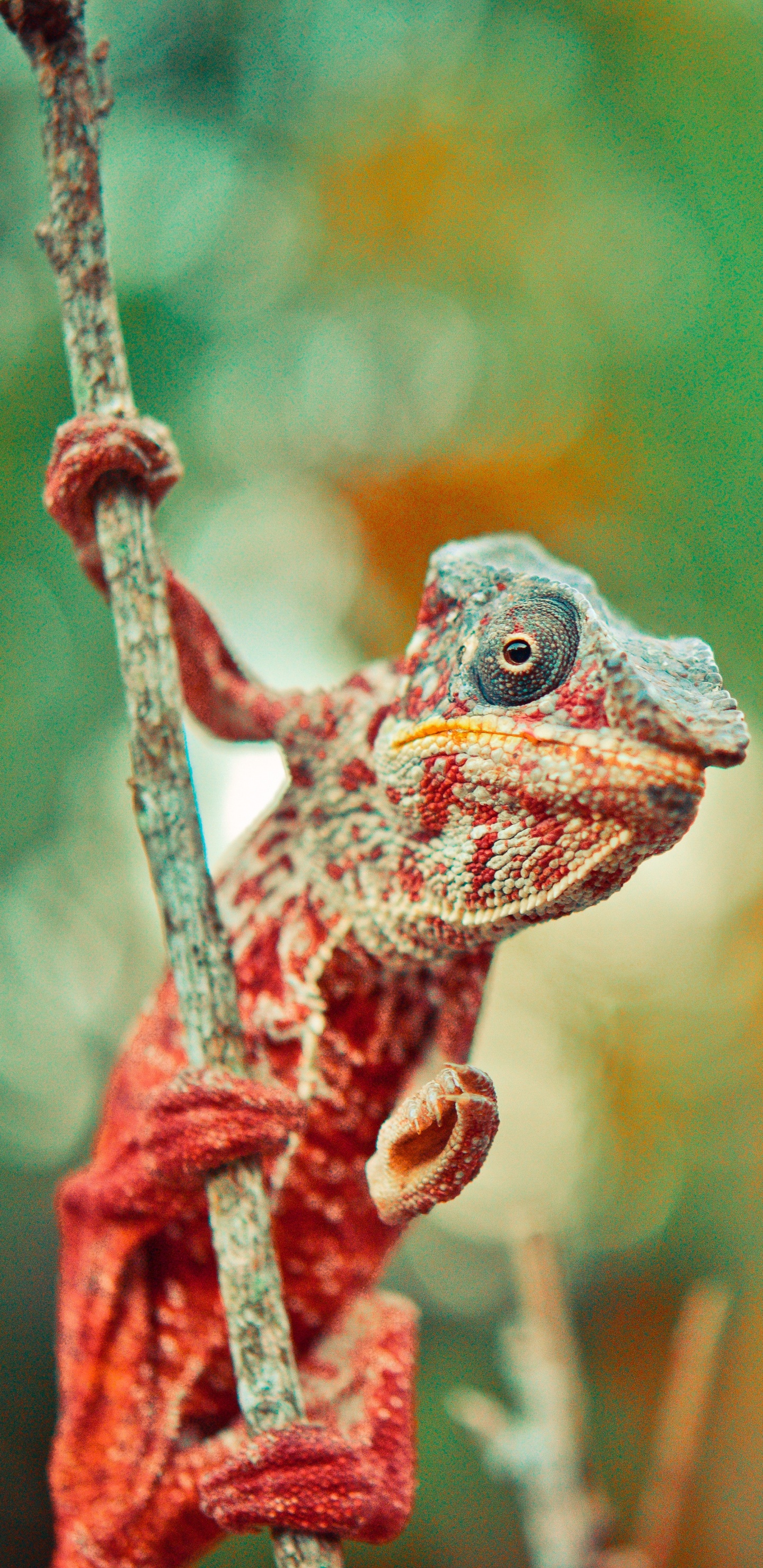 Green and Brown Frog on Brown Tree Branch. Wallpaper in 1440x2960 Resolution