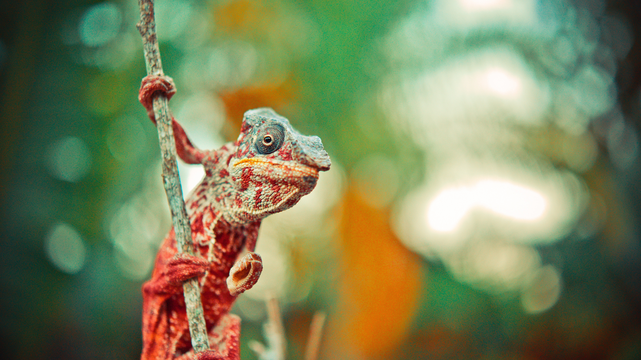 Green and Brown Frog on Brown Tree Branch. Wallpaper in 2560x1440 Resolution