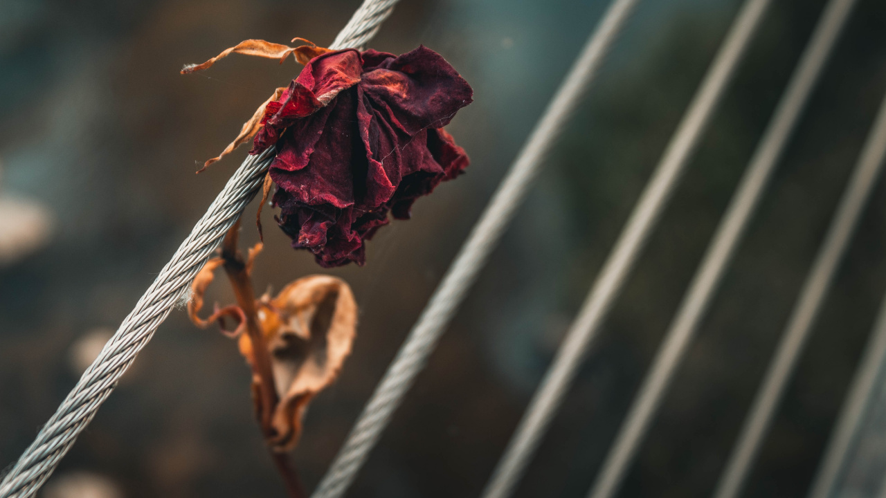 Rote Blume Auf Weißem Seil. Wallpaper in 1280x720 Resolution