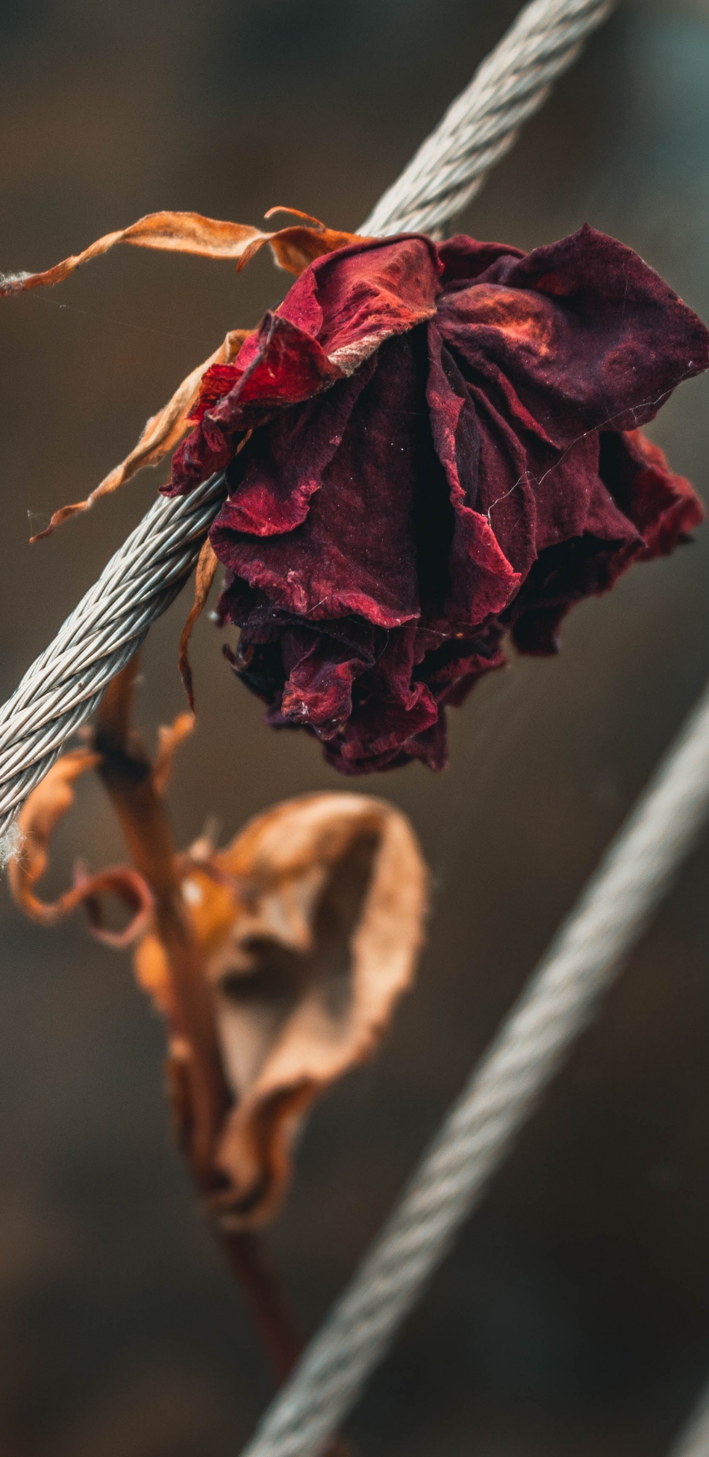 Rote Blume Auf Weißem Seil. Wallpaper in 1440x2960 Resolution