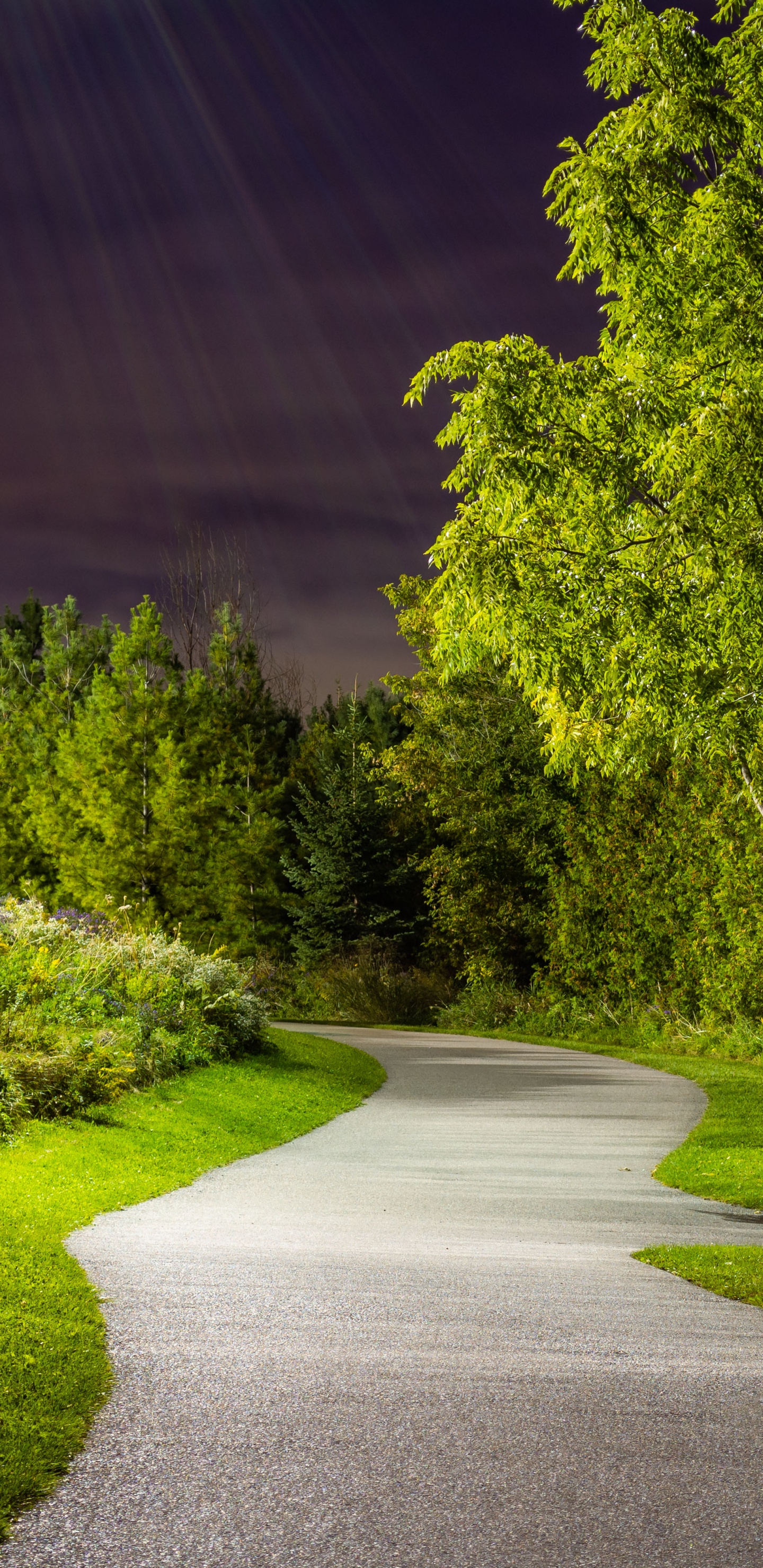 Blatt, Natur, Naturlandschaft, Fahrbahn, Asphalt. Wallpaper in 1440x2960 Resolution