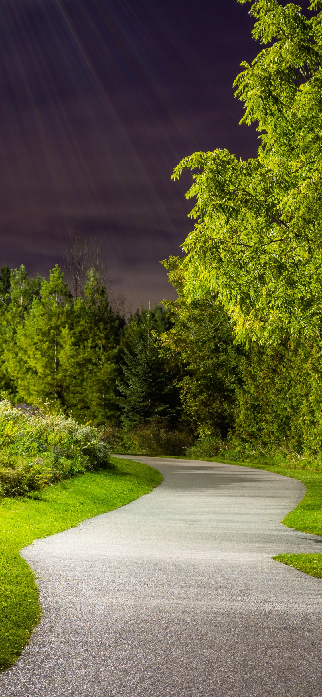 Plant, Leaf, Nature, Natural Landscape, Road Surface. Wallpaper in 1125x2436 Resolution