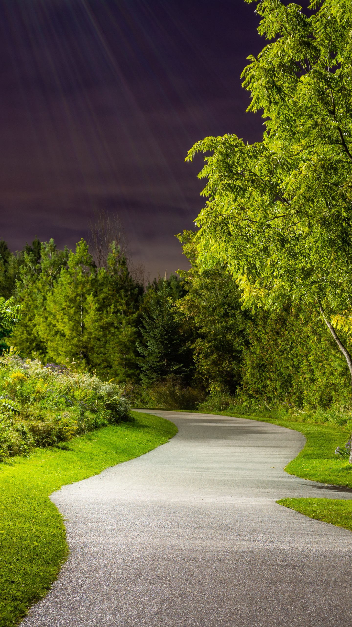 Plant, Leaf, Nature, Natural Landscape, Road Surface. Wallpaper in 1440x2560 Resolution