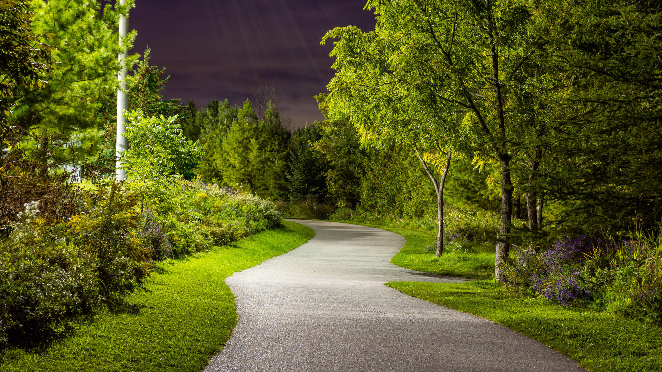 Plant, Leaf, Nature, Natural Landscape, Road Surface. Wallpaper in 2560x1440 Resolution