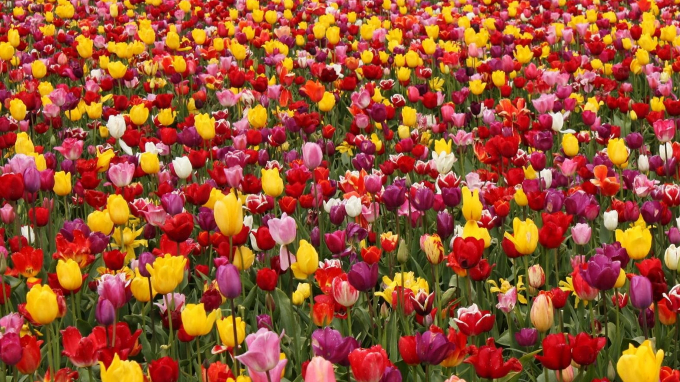 Campo de Tulipanes Rojos y Amarillos Durante el Día. Wallpaper in 1366x768 Resolution