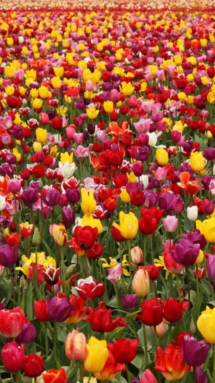 Champ de Tulipes Rouges et Jaunes Pendant la Journée. Wallpaper in 720x1280 Resolution