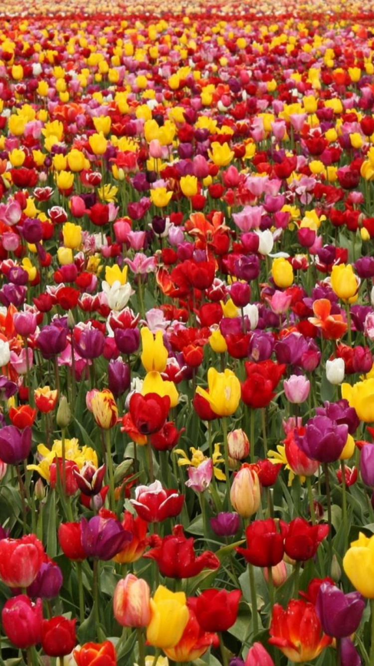 Red and Yellow Tulips Field During Daytime. Wallpaper in 750x1334 Resolution