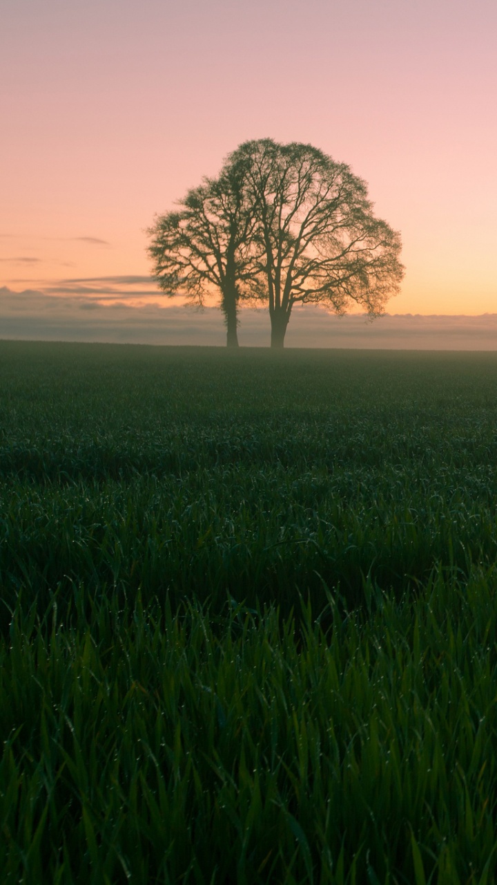 Champ D'herbe Verte Avec Des Arbres Pendant la Journée. Wallpaper in 720x1280 Resolution