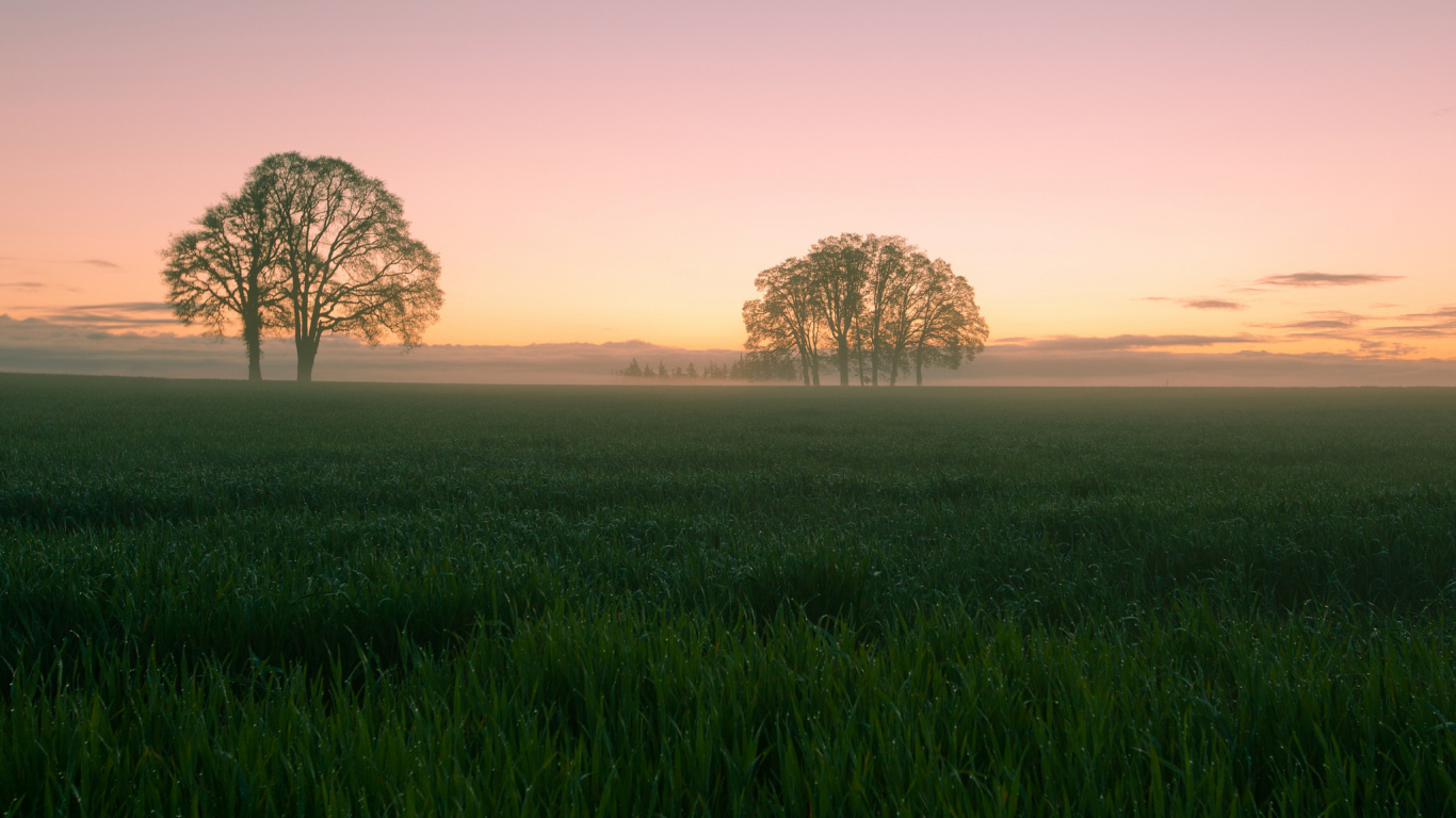 Green Grass Field With Trees During Daytime. Wallpaper in 1366x768 Resolution