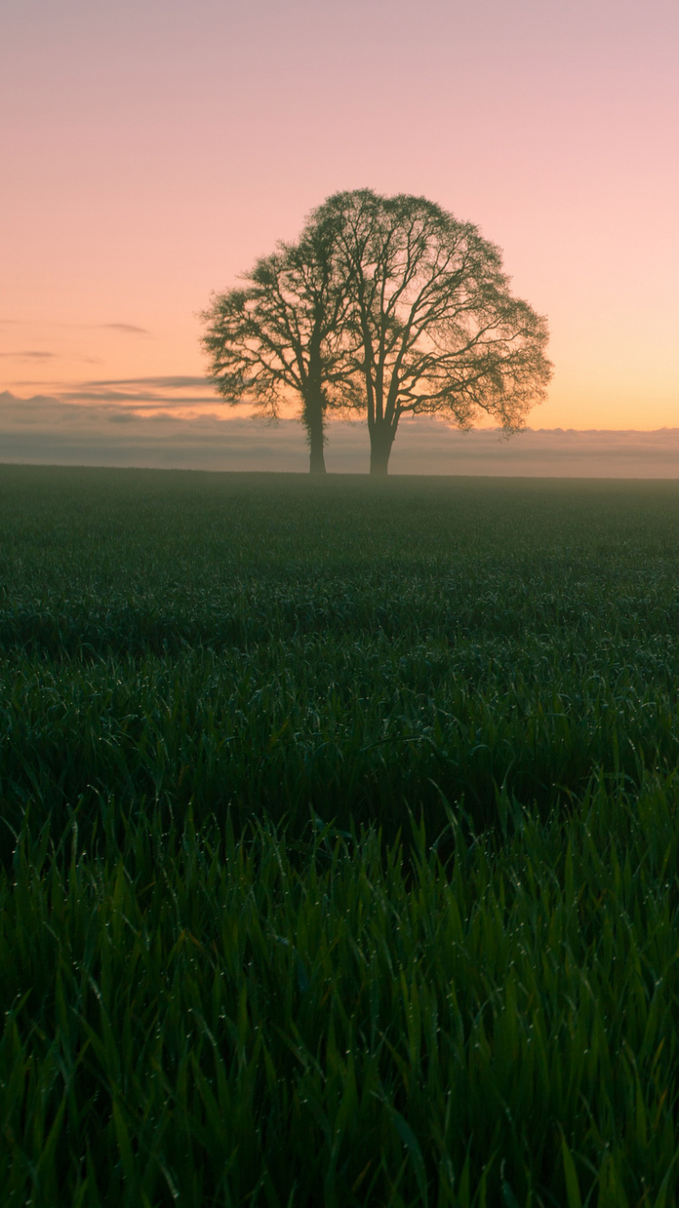 Tagsüber Grüne Wiese Mit Bäumen. Wallpaper in 750x1334 Resolution