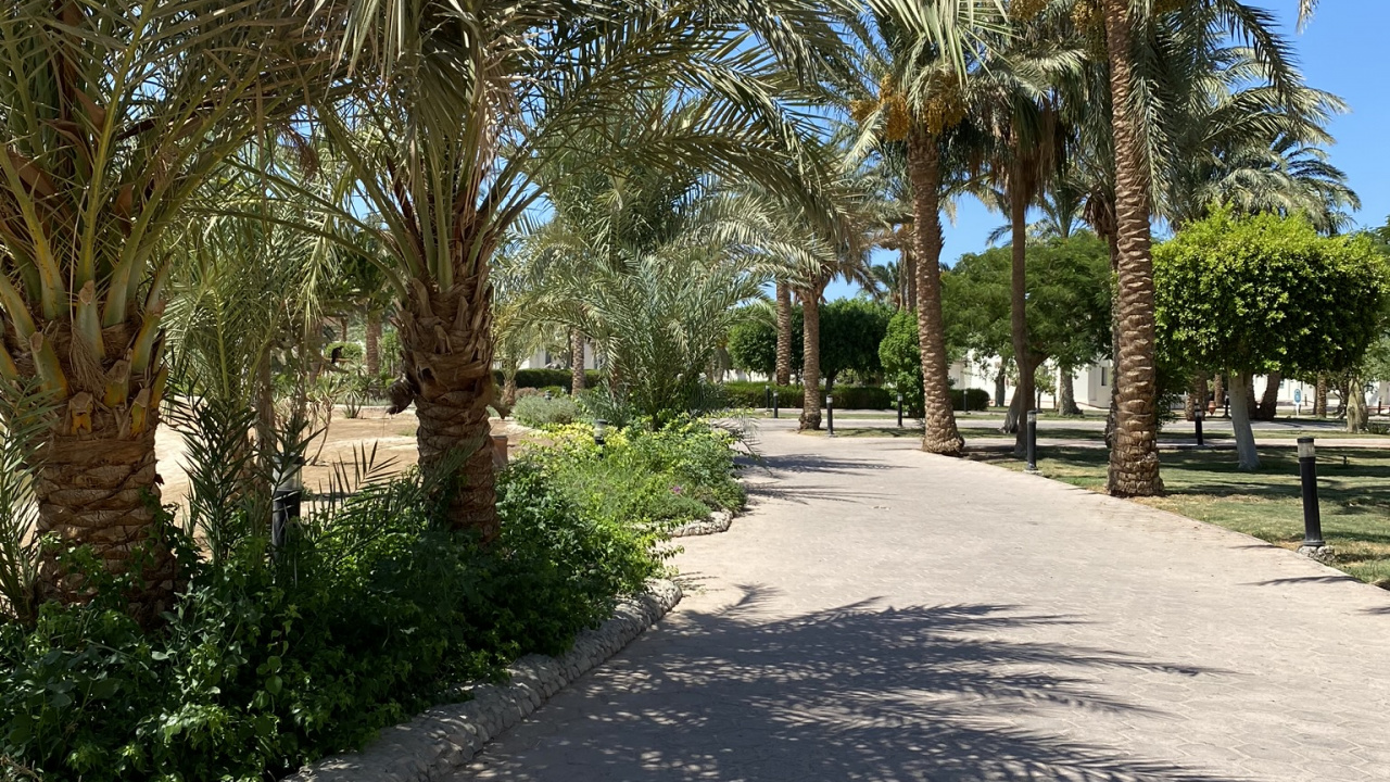 Palm Trees, Real Estate, Date Palm, Tree, Woody Plant. Wallpaper in 1280x720 Resolution