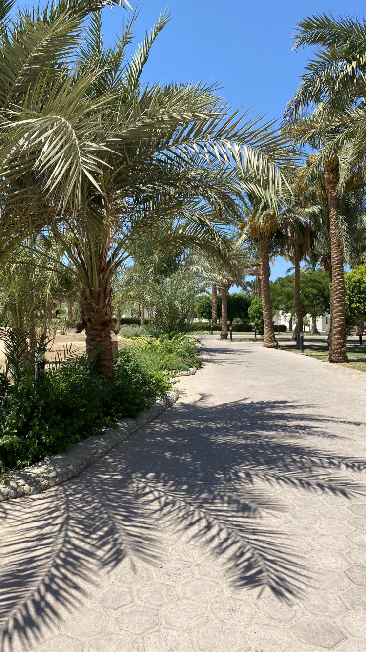 Palm Trees, Real Estate, Date Palm, Tree, Woody Plant. Wallpaper in 750x1334 Resolution