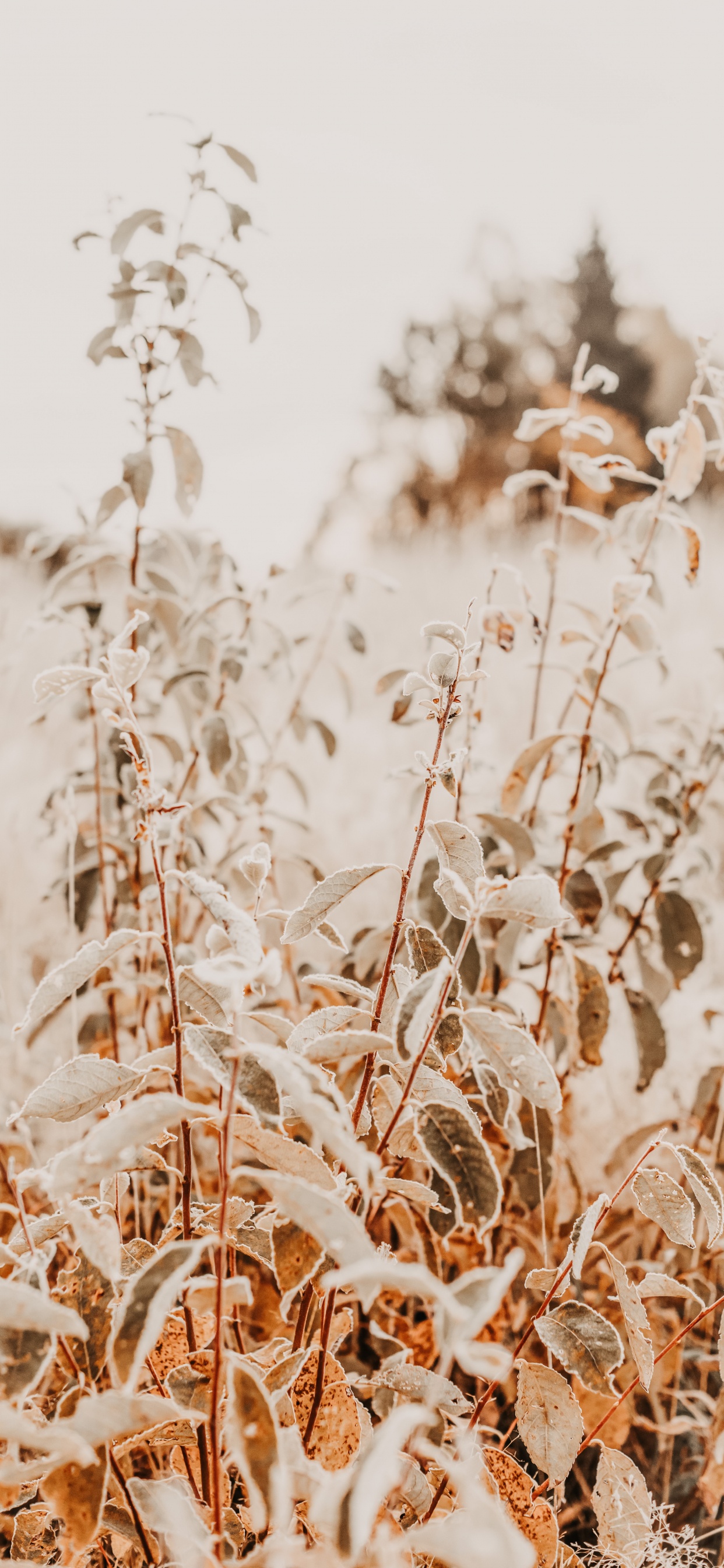 Rameau, Phragmites, L'herbe de la Famille, Tige de la Plante, Hiver. Wallpaper in 1242x2688 Resolution