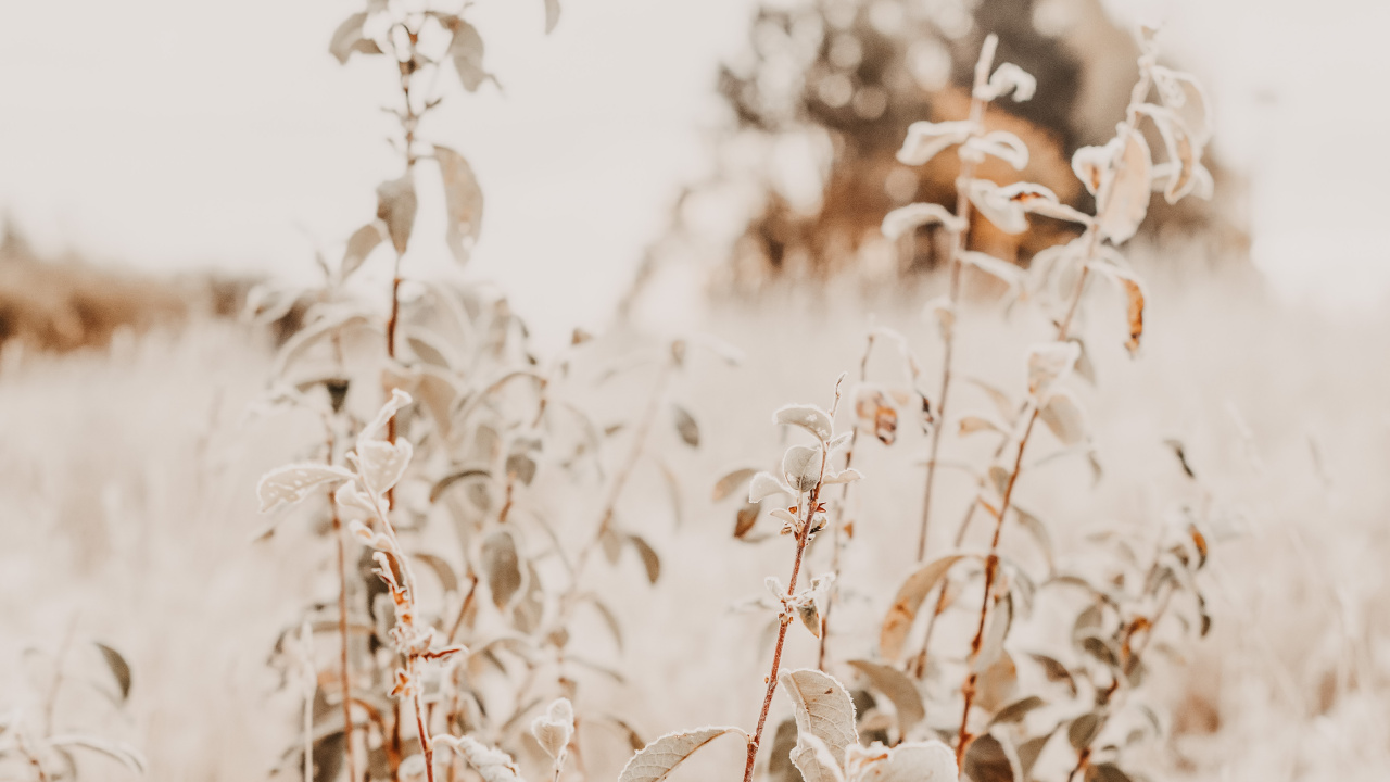 Twig, Flower, Phragmites, Grass Family, Plant Stem. Wallpaper in 1280x720 Resolution