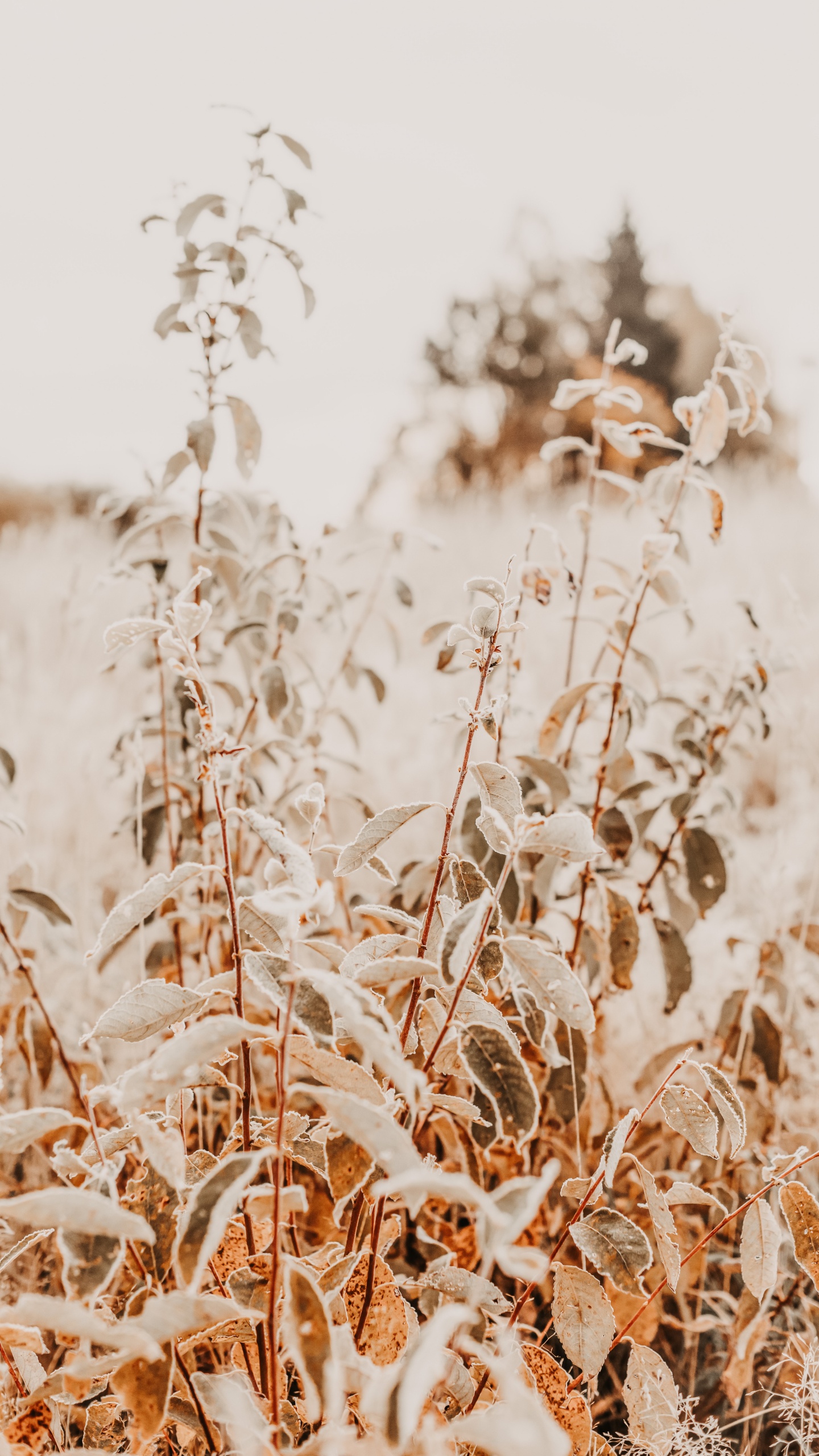 Zweig, Phragmites, Gras-Familie, Pflanzen-Stammzellen, Winter. Wallpaper in 1440x2560 Resolution