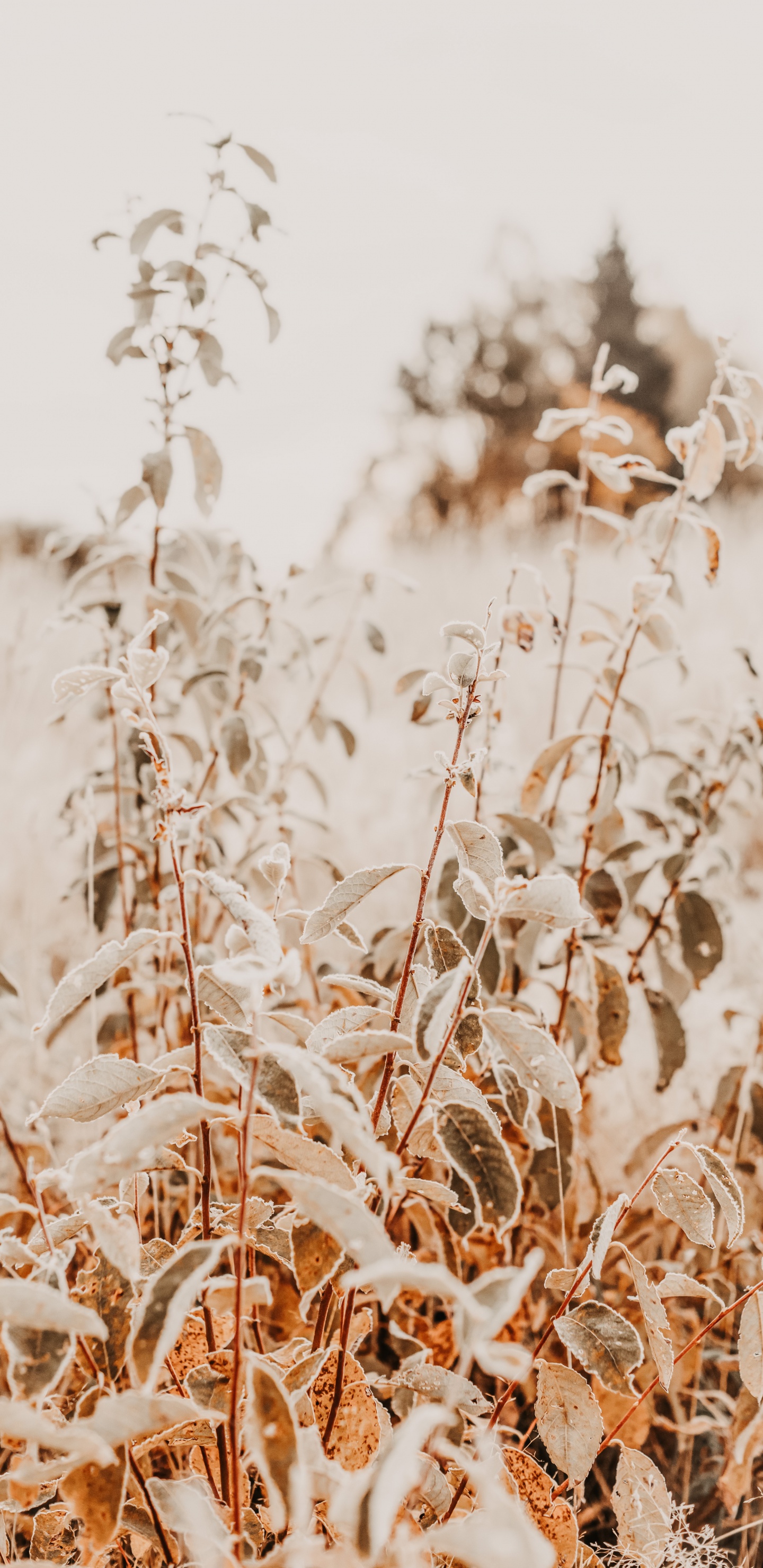 Zweig, Phragmites, Gras-Familie, Pflanzen-Stammzellen, Winter. Wallpaper in 1440x2960 Resolution