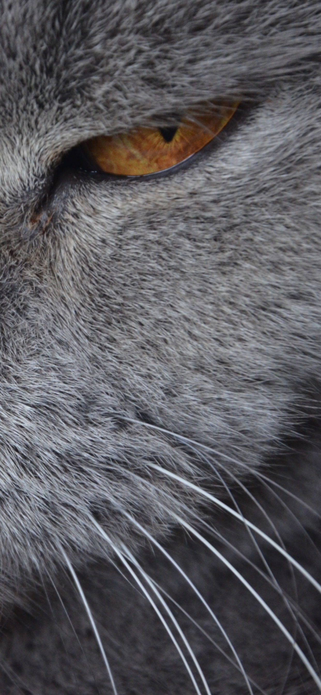 Russian Blue Cat With Yellow Eyes. Wallpaper in 1242x2688 Resolution