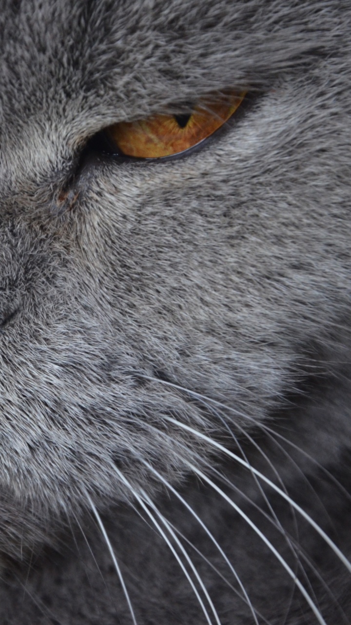 Gato Azul Ruso Con Ojos Amarillos. Wallpaper in 720x1280 Resolution