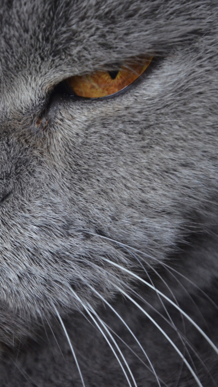 Gato Azul Ruso Con Ojos Amarillos. Wallpaper in 750x1334 Resolution