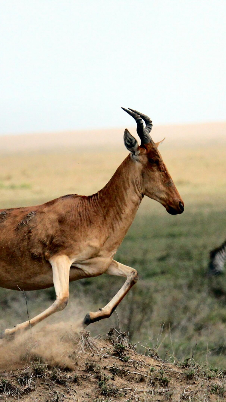Animals in Motion, Gazelle, Wildlife, Antelope, Animal Planet. Wallpaper in 750x1334 Resolution