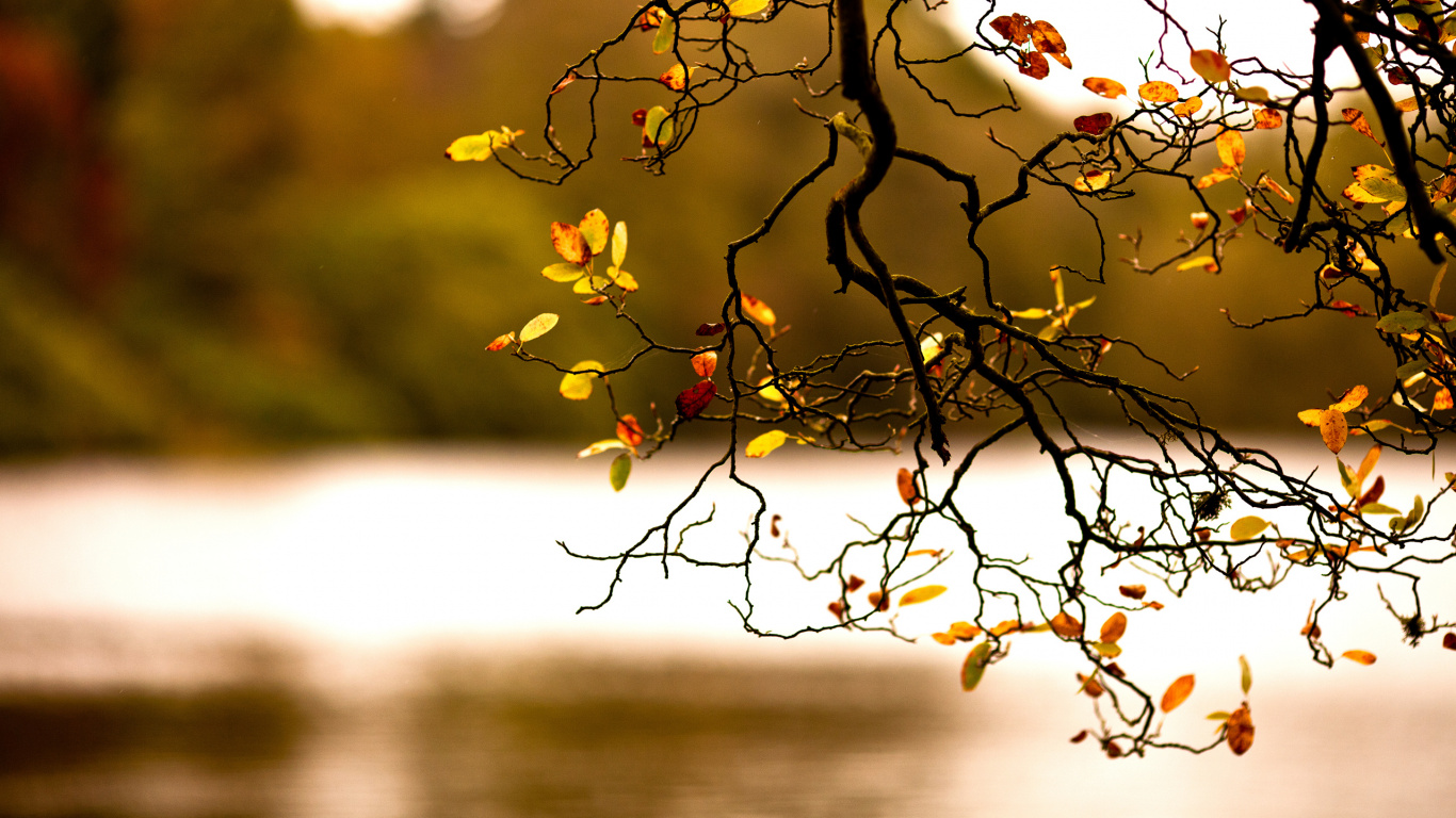 Gelbe Blätter am Ast Tagsüber. Wallpaper in 1366x768 Resolution