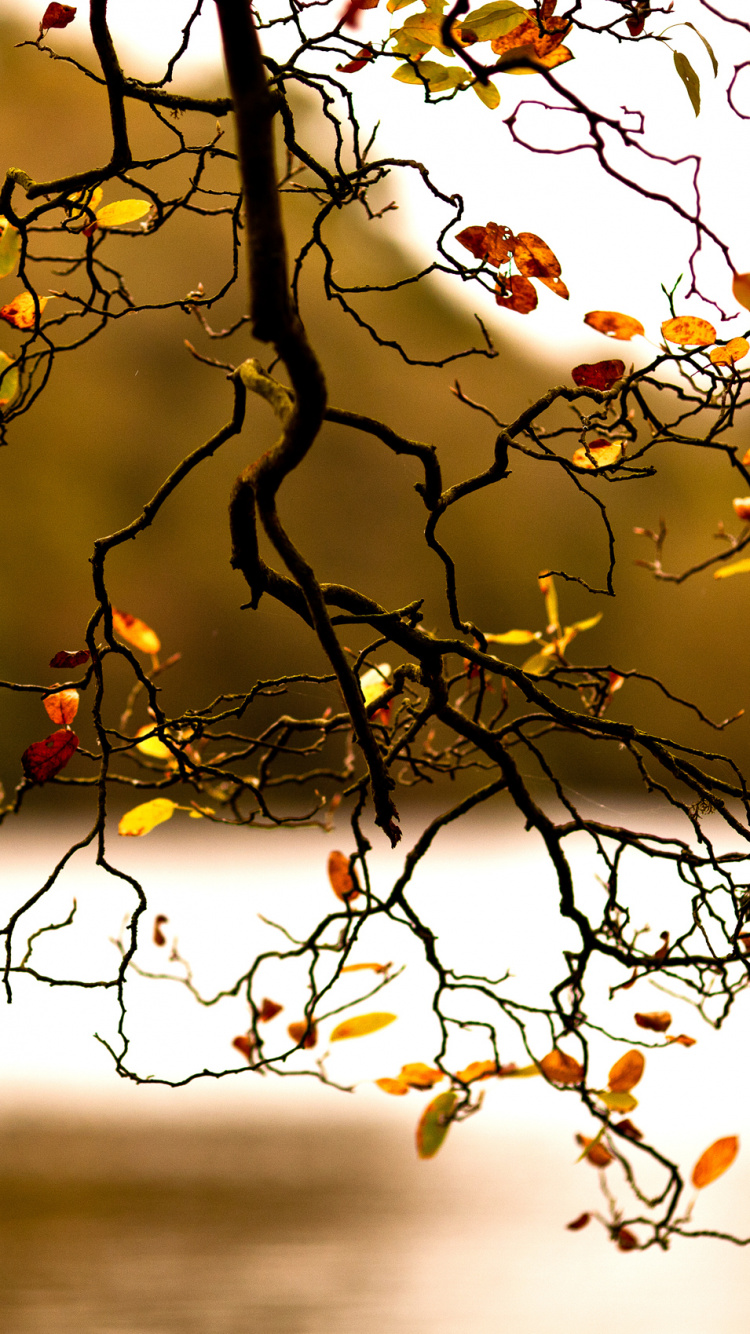 Gelbe Blätter am Ast Tagsüber. Wallpaper in 750x1334 Resolution