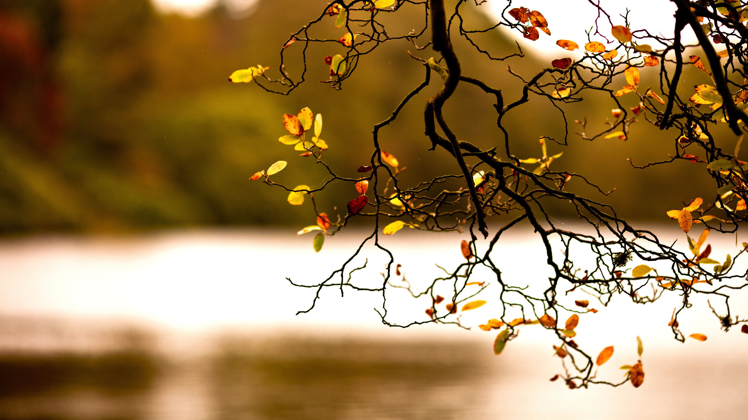 Feuilles Jaunes Sur Une Branche D'arbre Pendant la Journée. Wallpaper in 2560x1440 Resolution
