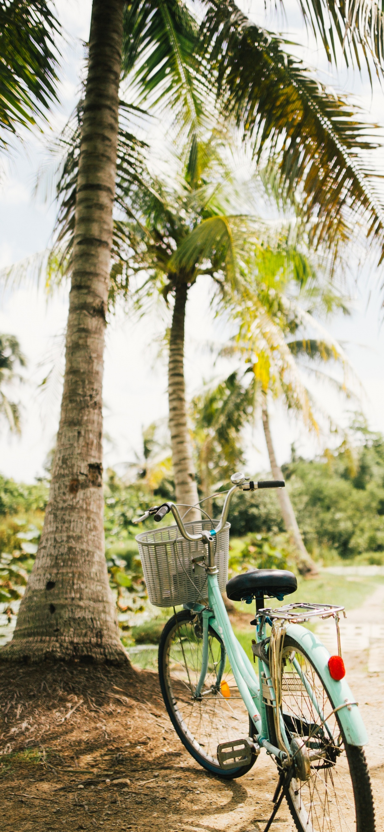 Blue and Black Bicycle Parked Beside Green Palm Tree During Daytime. Wallpaper in 1242x2688 Resolution