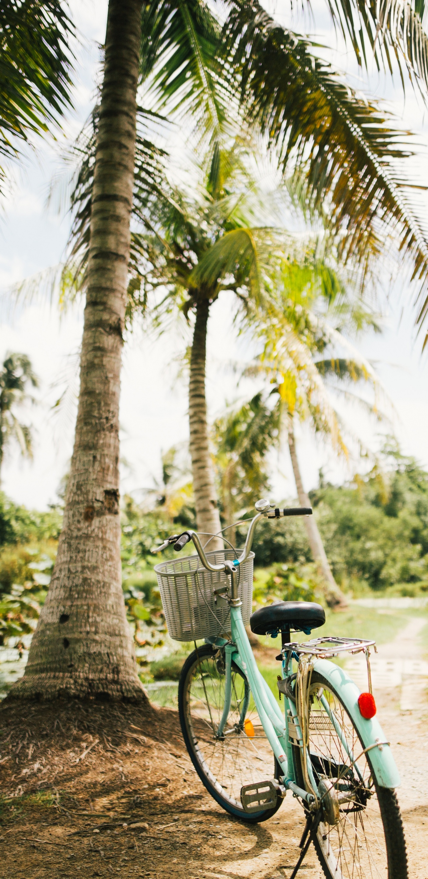 Blue and Black Bicycle Parked Beside Green Palm Tree During Daytime. Wallpaper in 1440x2960 Resolution