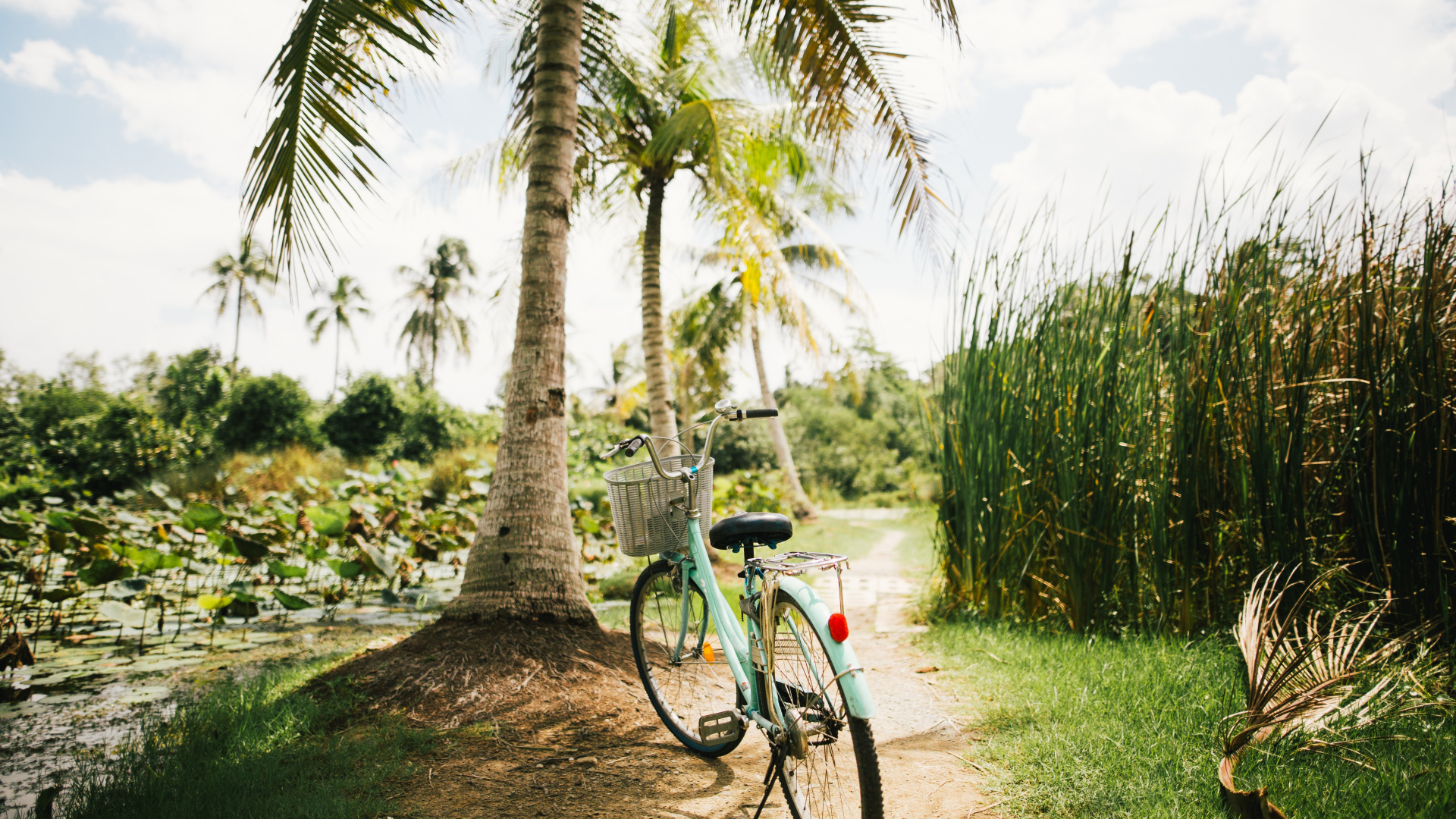Blue and Black Bicycle Parked Beside Green Palm Tree During Daytime. Wallpaper in 1920x1080 Resolution