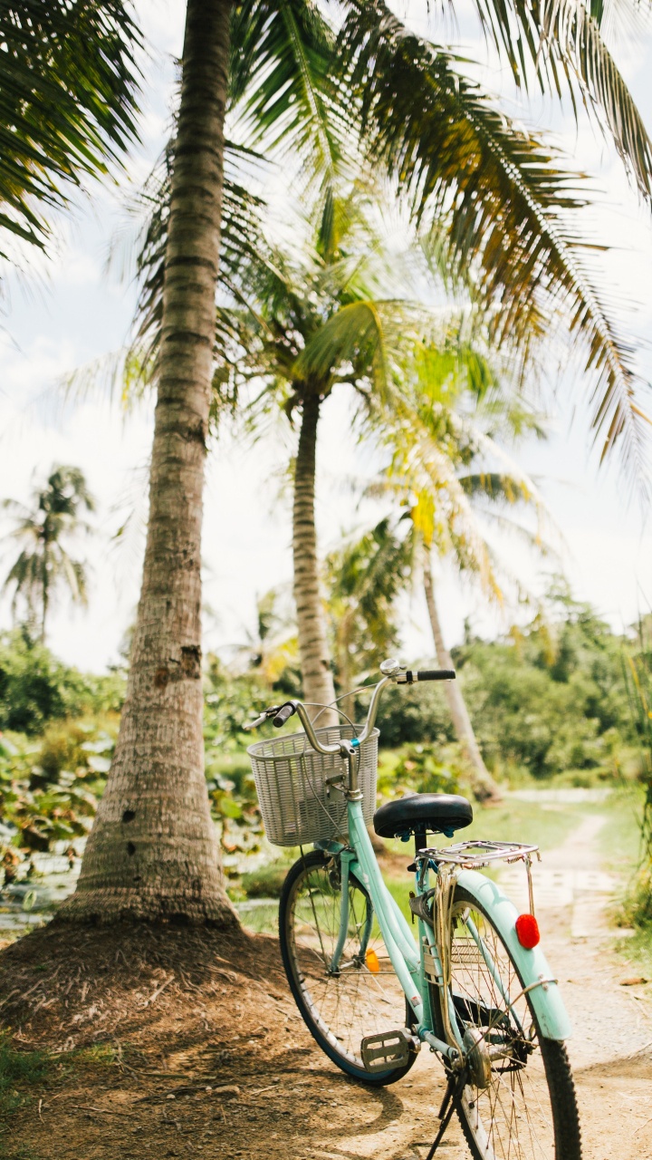 Blue and Black Bicycle Parked Beside Green Palm Tree During Daytime. Wallpaper in 720x1280 Resolution