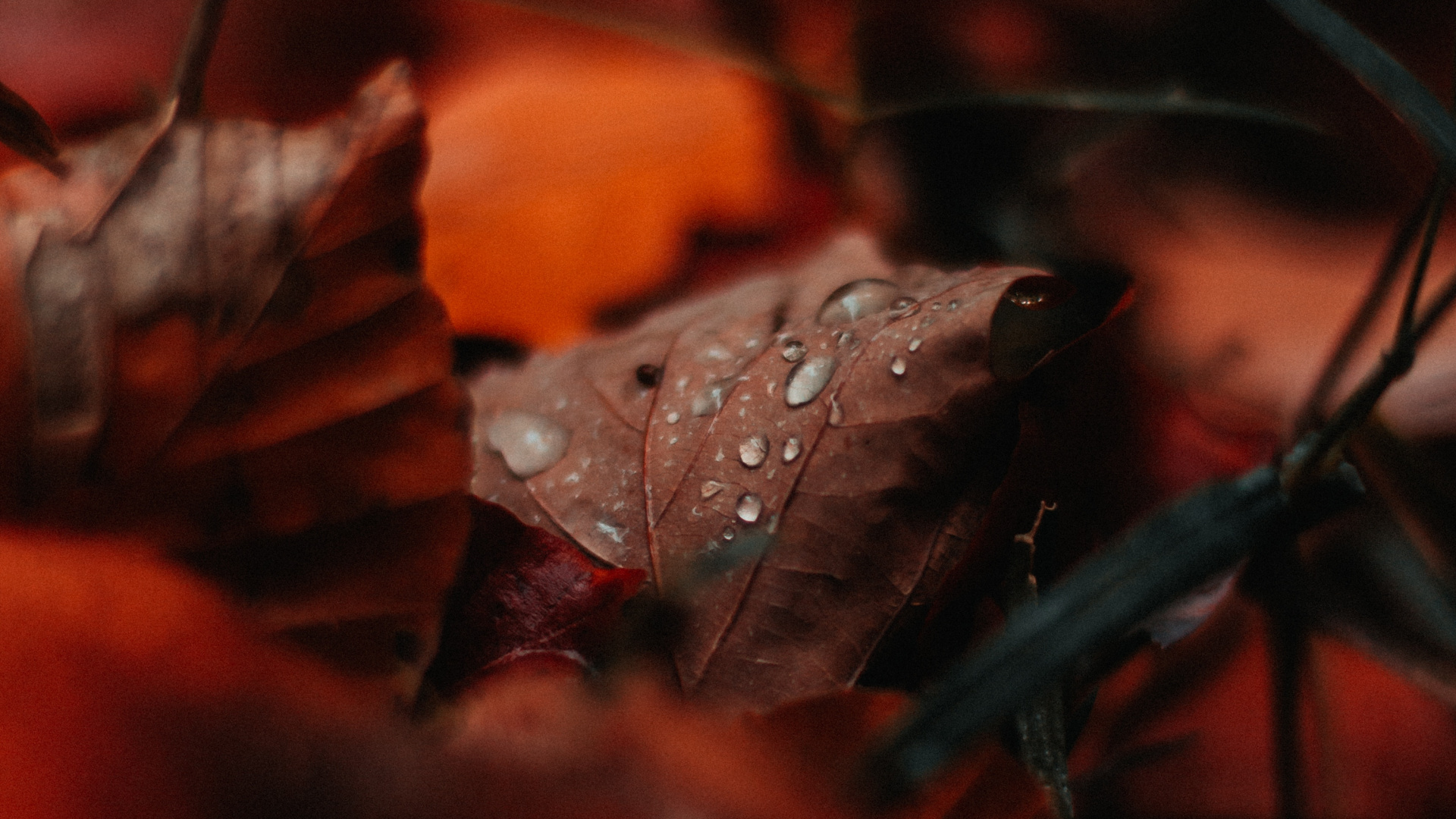 Wasser, Blatt, Fabrik, Tropfen, Video. Wallpaper in 1920x1080 Resolution