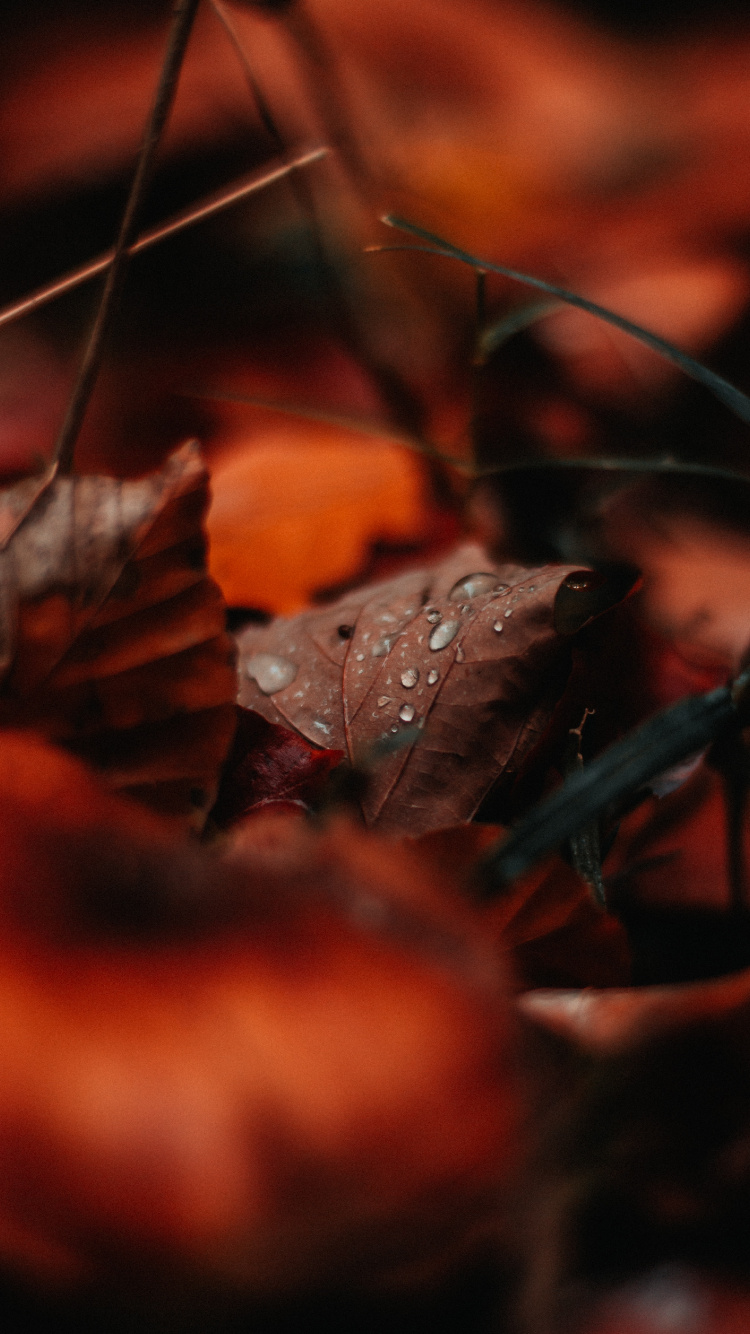 Water, Leaf, Factory, Drop, Red. Wallpaper in 750x1334 Resolution